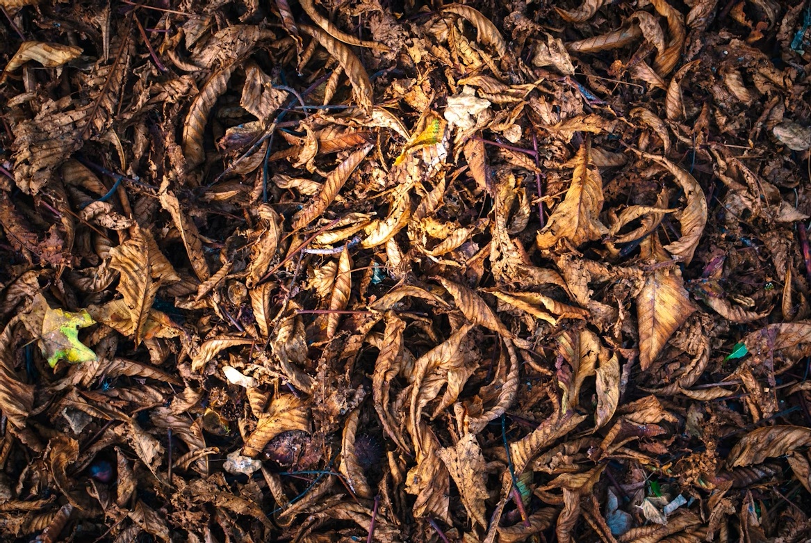 Rokok Herbal Daun Talas